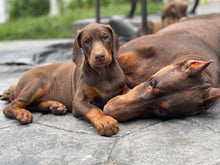 Load image into Gallery viewer, testing for B2B at $0 and a fixed price for B2B customer
