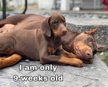 Load image into Gallery viewer, testing for B2B at $0 and a fixed price for B2B customer
